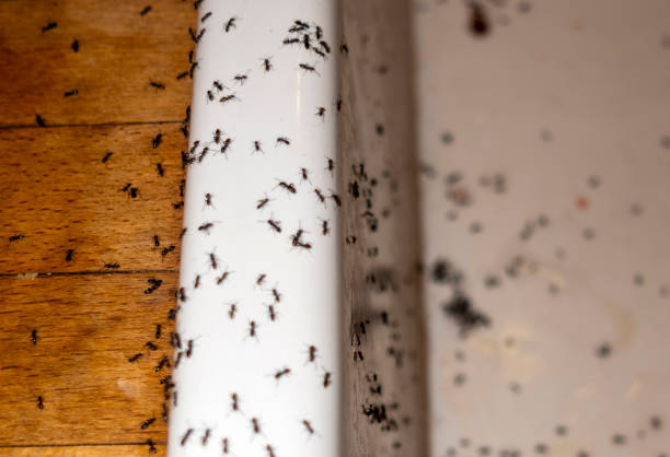 Walters, OK Pest Control Company